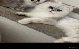 Persian cats for sale: Persian cat - Image 2