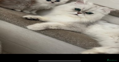 Persian cats - Advert 8