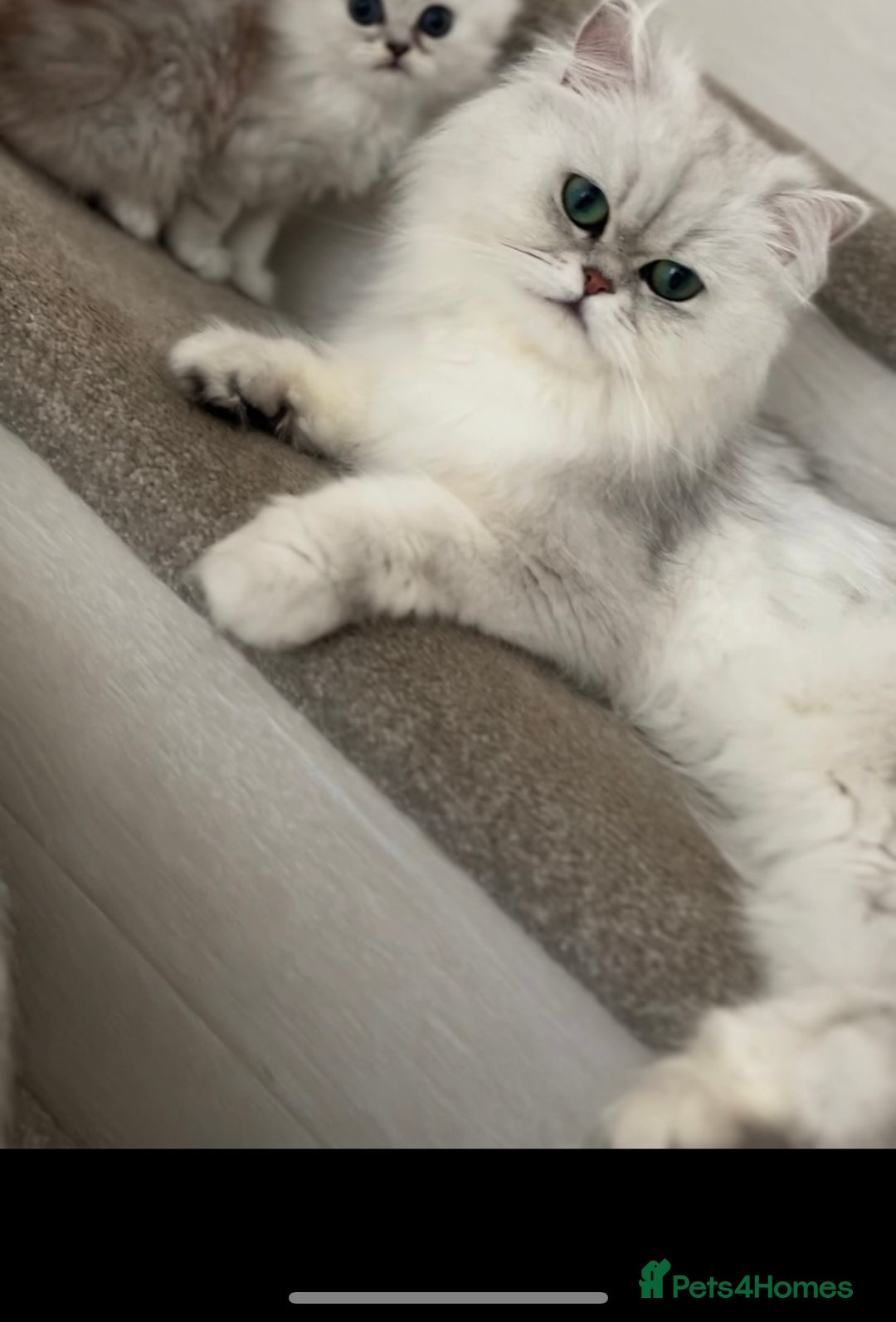 Persian cats for sale: Persian cat - Image 2