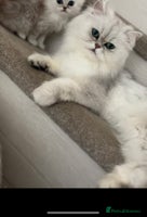 Persian cats - Advert 5