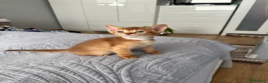 Abyssinian 3