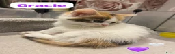 Mixed Breed cats for sale: 4 Beautiful kittens🩷🩵 - Advert 17