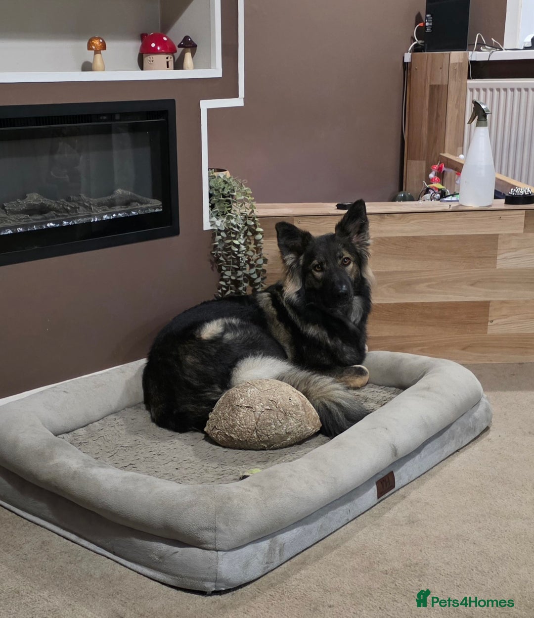 Mixed Breed dogs for sale: 2 year old shepherd  - Advert 1