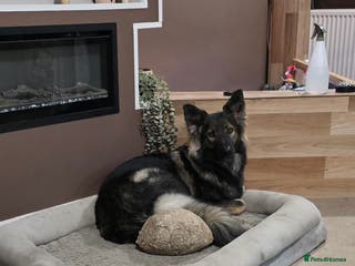 Mixed Breed dogs 2 year old shepherd - Advert 2
