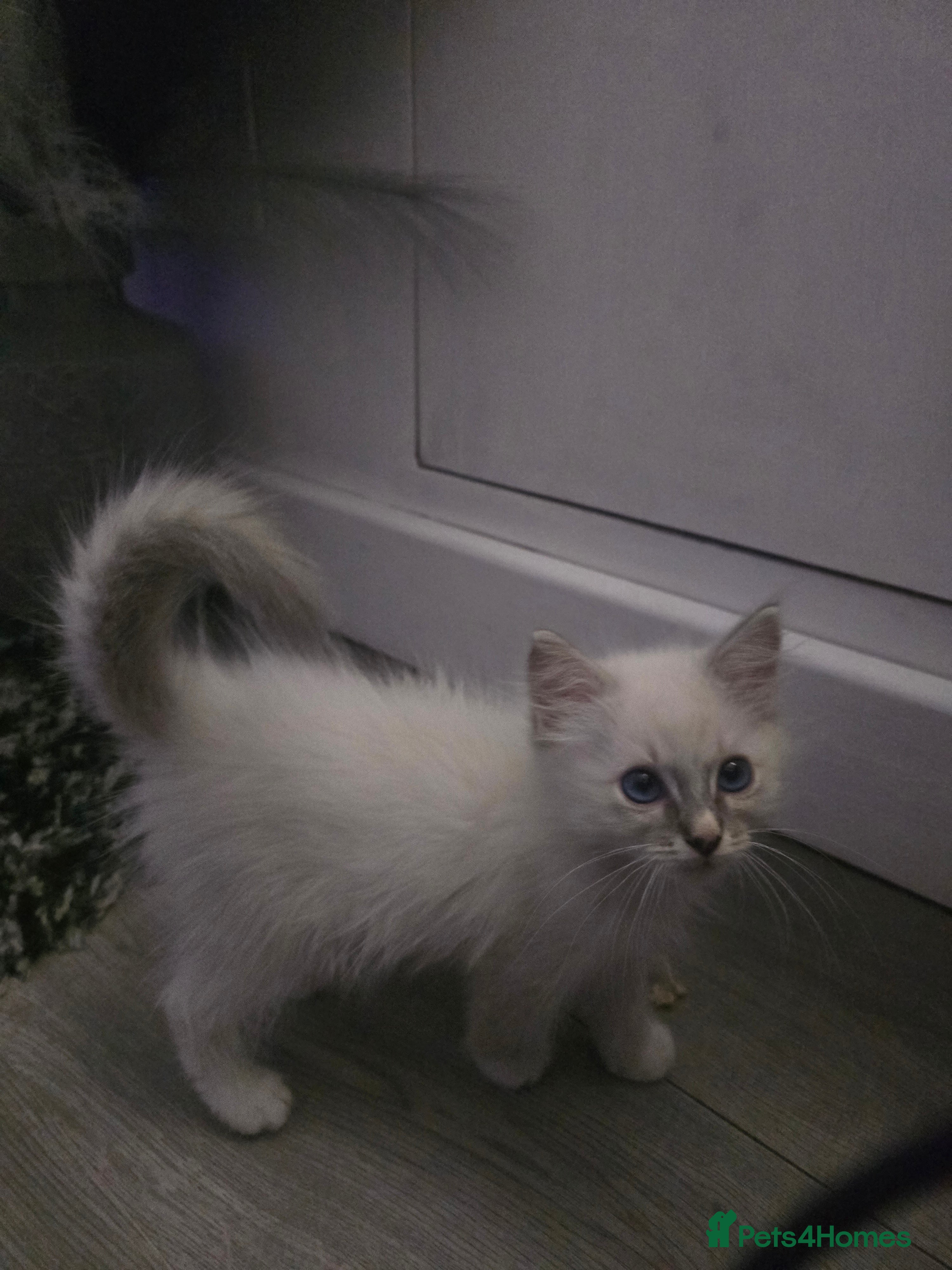 Ragdoll cats Ragdoll kittens  - Advert 6