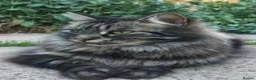 Norwegian Forest Cat cats for sale: Norwegian Forest boys - Advert 22