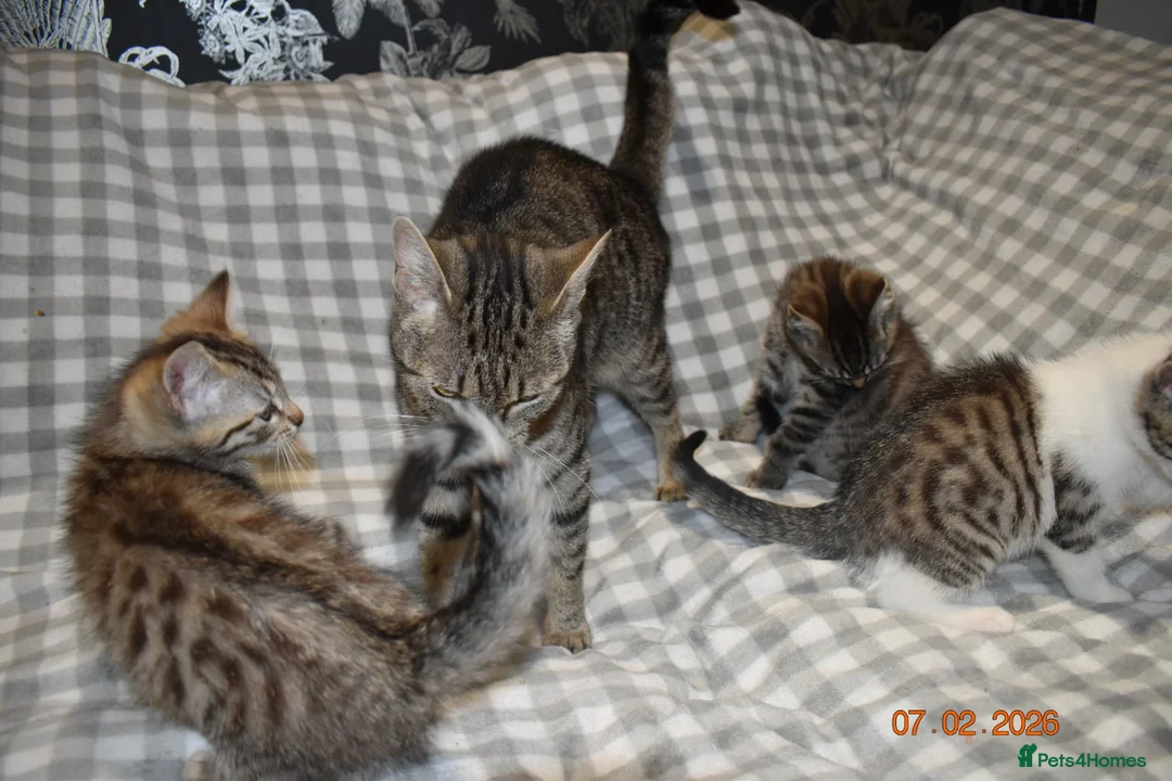 Mixed Breed cats for sale: 3 kittens for sale  - Advert 19