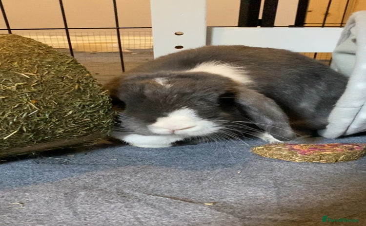 Mini Lop rabbits for sale - Advert 1