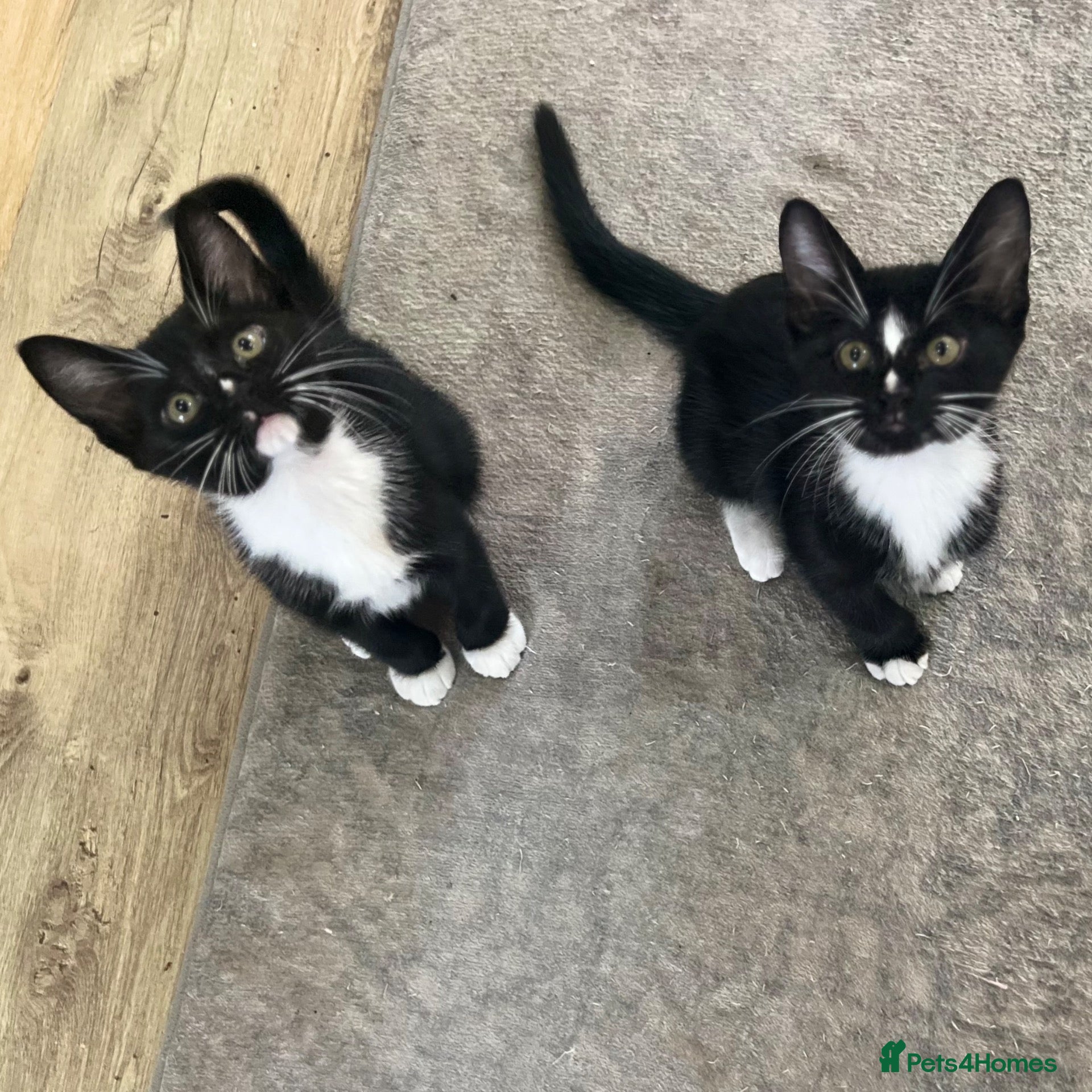 Burmese cats Ready Now! Burmese X Kittens - Only 2 left - Advert 14
