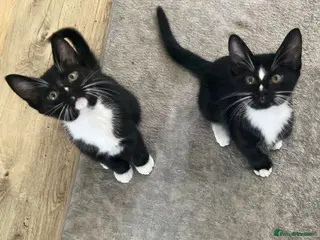 Burmese cats Ready Now! Burmese X Kittens - Only 2 left - Advert 14
