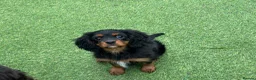 Cavalier King Charles Spaniel dogs for sale: Stunning health tested KC cavalier puppies - Advert 10