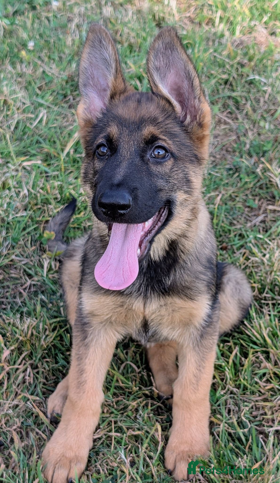German Shepherd dogs K.C. reg GSD female - Advert 1