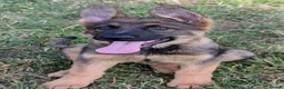 German Shepherd dogs for sale: K.C. reg GSD female - Advert 1