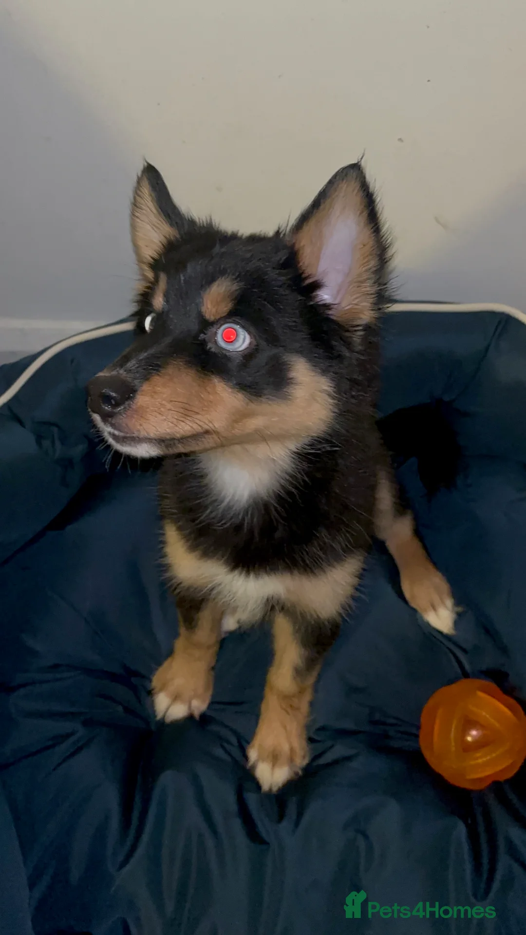Pomsky dogs for sale: Skye and Sahara  - Advert 12