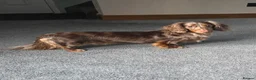 Dachshund dogs for sale: Kc long hair dachshund puppies  - Advert 3