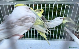 Budgerigars birds for sale: Stunning dominant and rainbow pied baby budgies!!! - Image 2