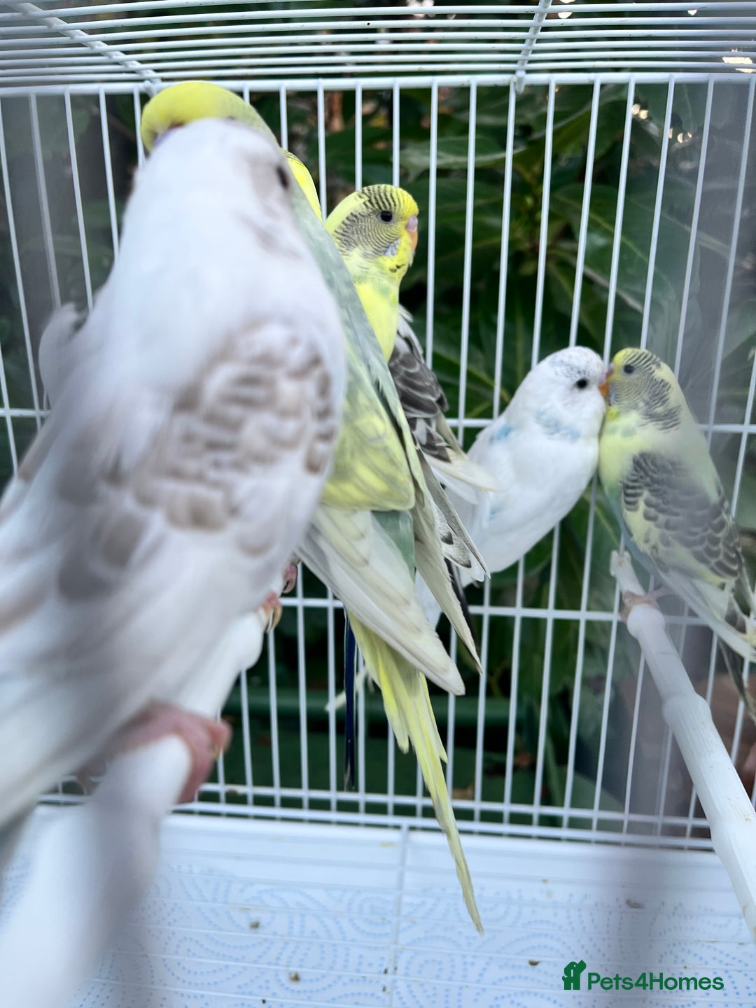 Budgerigars birds for sale: Stunning dominant and rainbow pied baby budgies!!! - Image 2