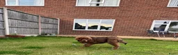 Tibetan Mastiff dogs for sale: Tibetan mastiff puppy  - Advert 3