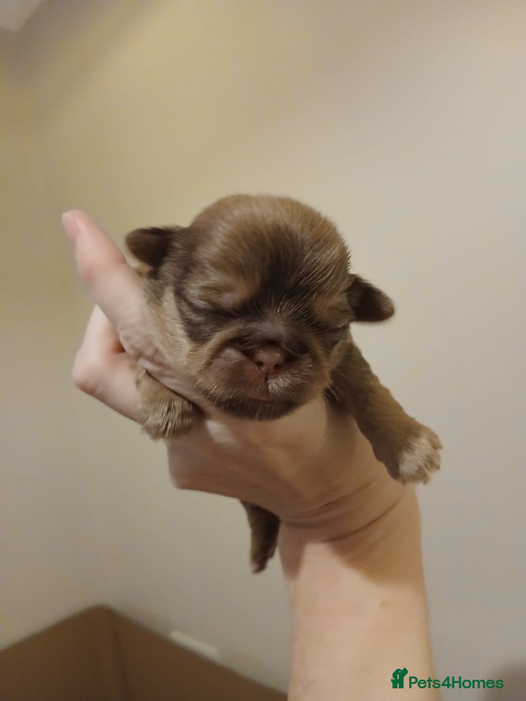 Shih Tzu dogs for sale: 🍫CHOCOLATE KC REG IMPERIALS BEST LINES🍫 - Advert 13