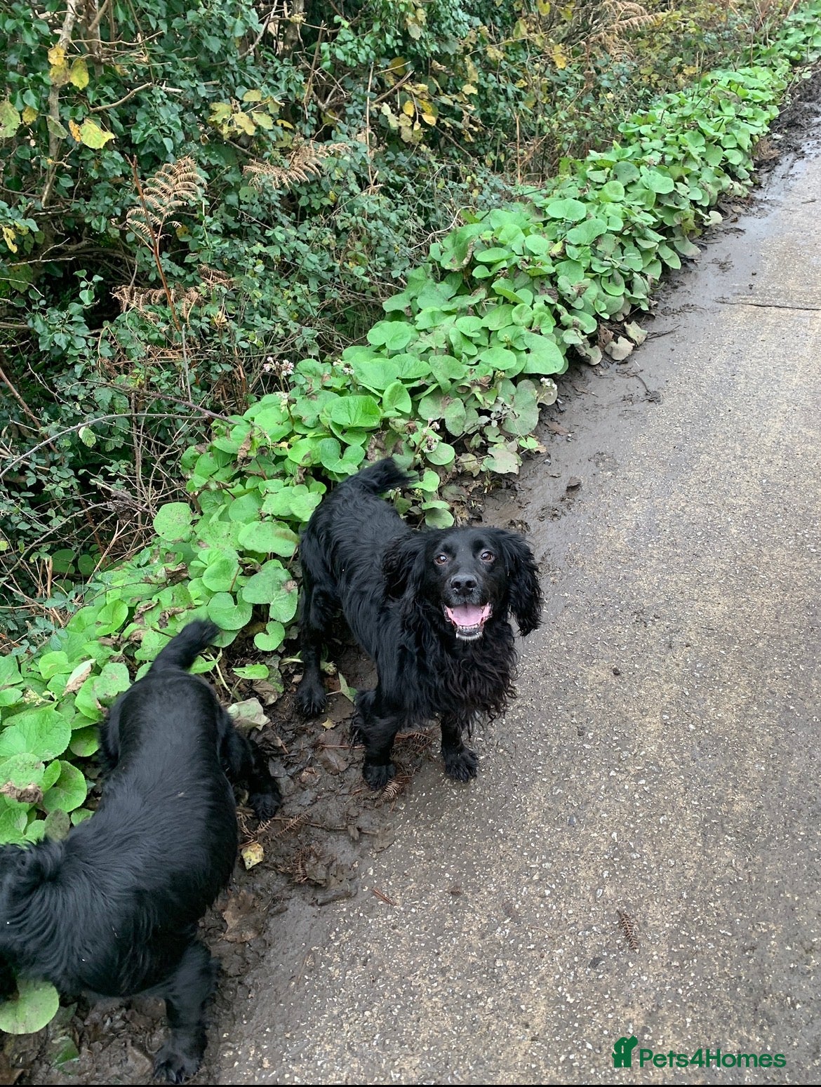 Cocker Spaniel dogs Male Pedigree Cocker Spaniel for Stud - Advert 2