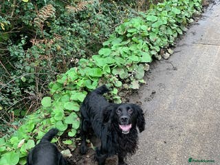Cocker Spaniel dogs Male Pedigree Cocker Spaniel for Stud - Advert 18