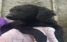 Cockapoo dogs for sale: F2B Cockapoo Puppies - Image 9