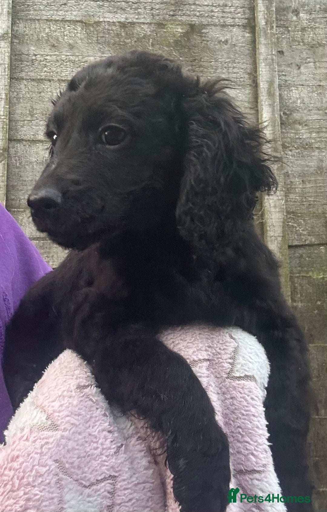 Cockapoo dogs for sale: F2B Cockapoo Puppies - Image 9