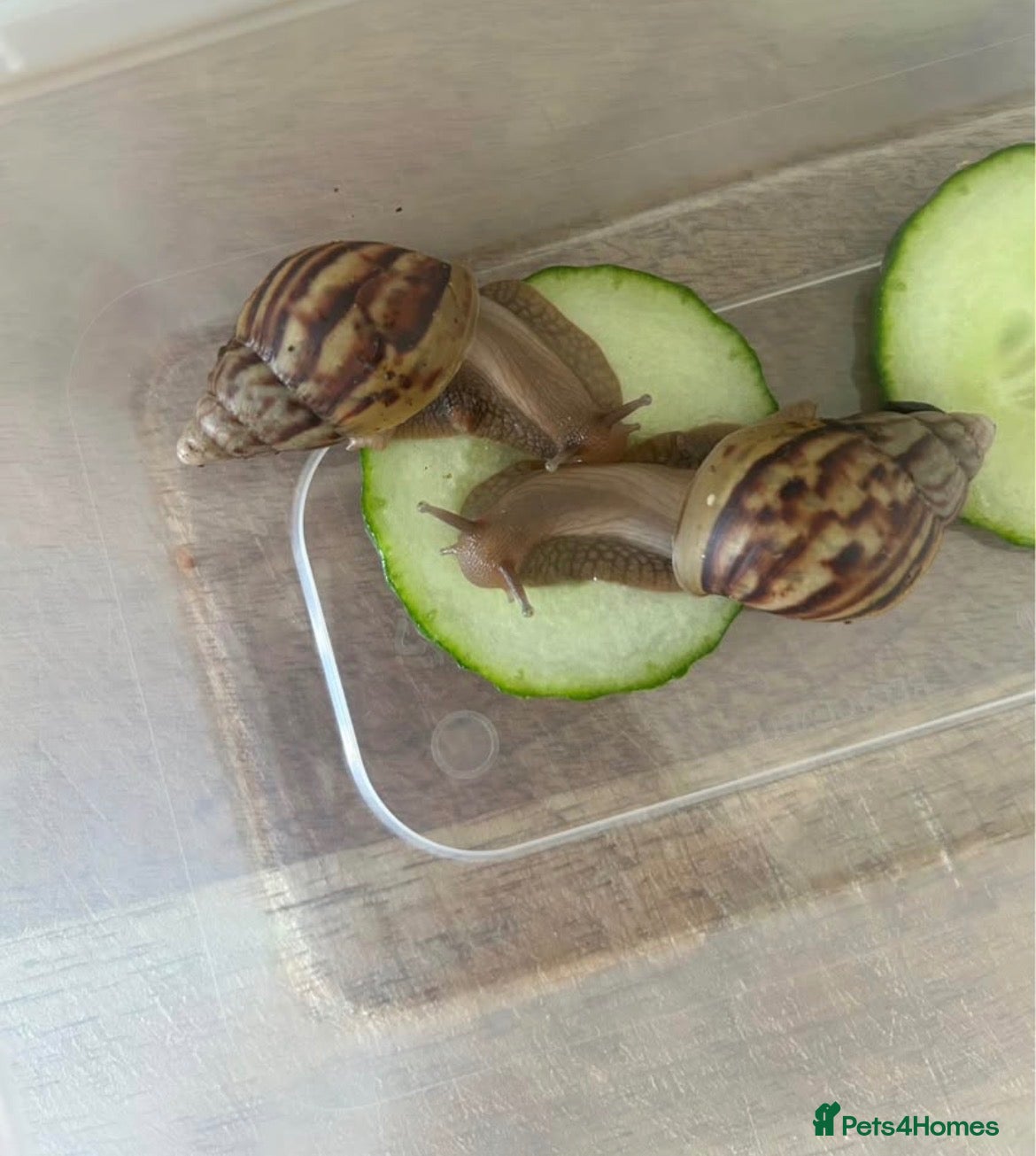 Snails invertebrates 15 in total African land snails  - Advert 8