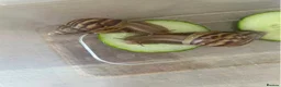 Snails invertebrates for sale: 15 in total African land snails  - Advert 1