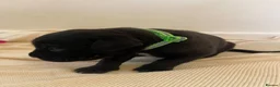 Cane Corso dogs for sale: Outstanding ICCF Cane Corso Pups, Family-Guardians - Advert 15