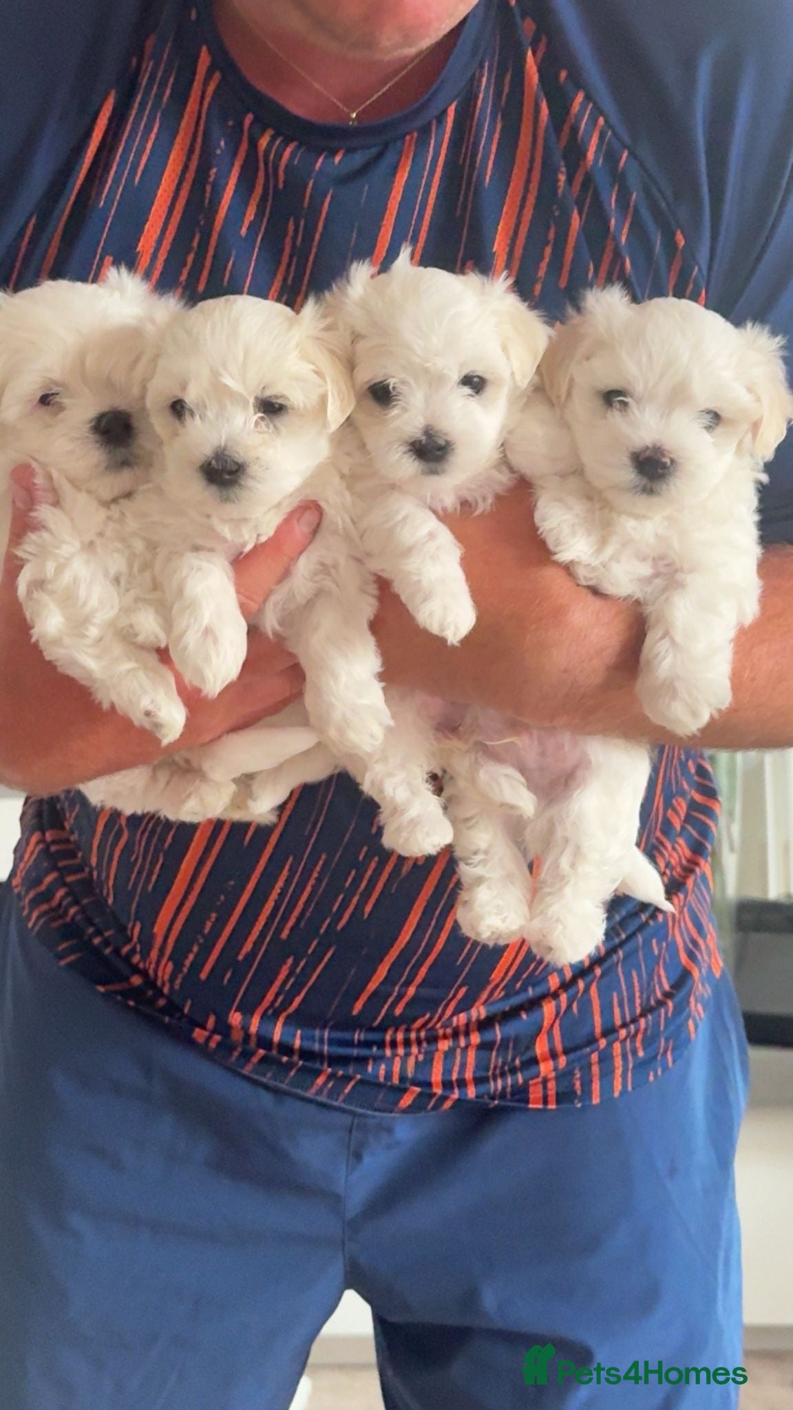 Mixed Breed dogs Bichon Frise Maltese mix - Advert 1