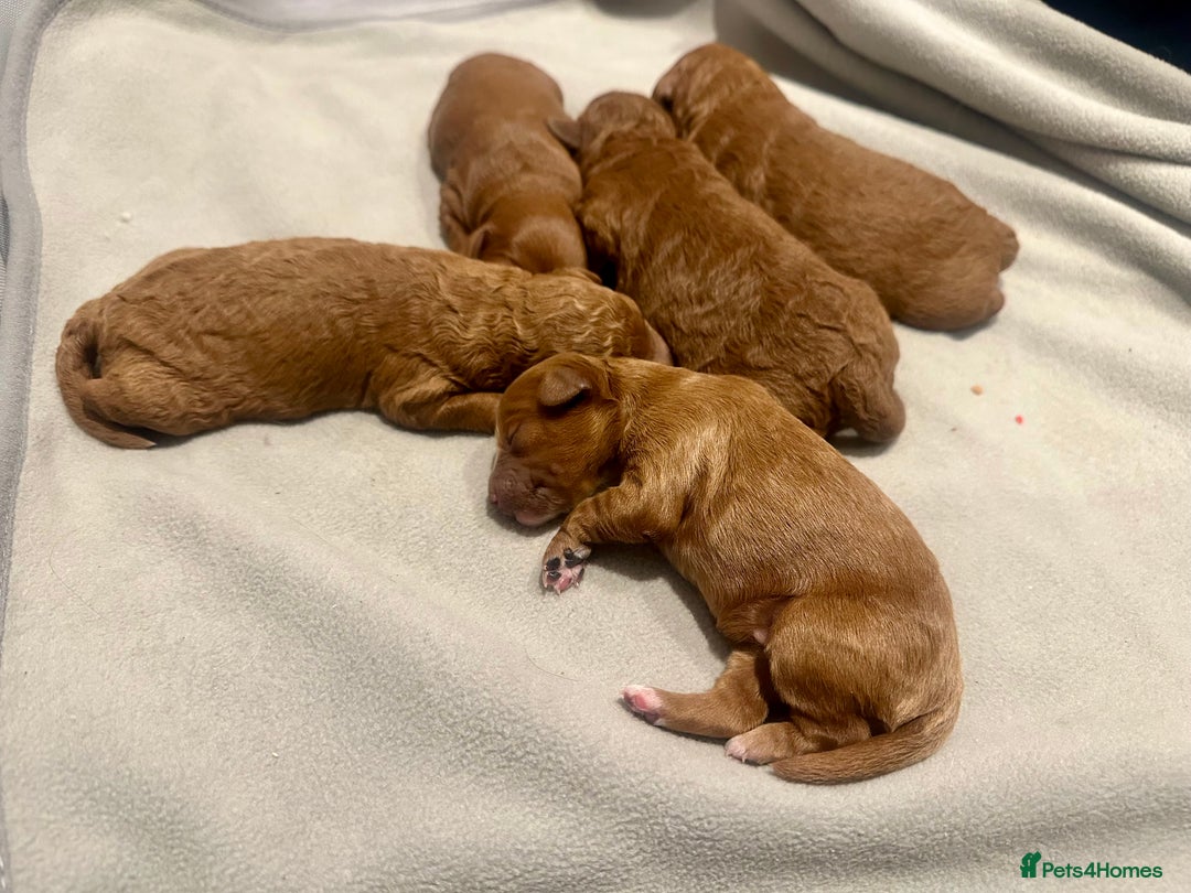 Cavapoo dogs for sale: A Premium litter of F1B Toy Cavapoo Puppies  - Advert 7