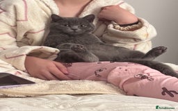 British Shorthair cats for sale: Beautiful British short hair  - Image 6