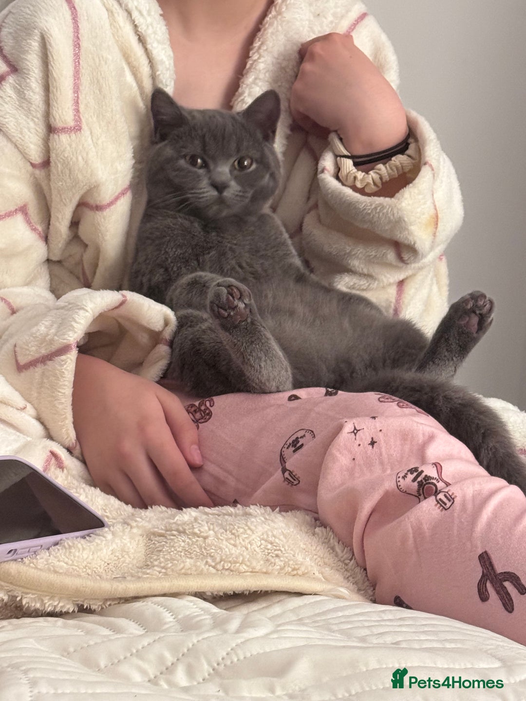 British Shorthair cats for sale: Beautiful British short hair  - Image 6