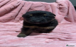 German Shepherd dogs for sale: Three beautiful kc german shepherd pups - Image 8