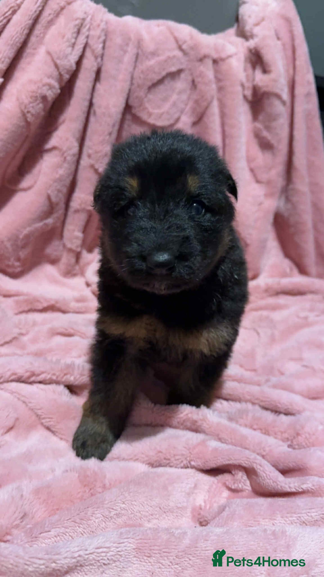 German Shepherd dogs for sale: Three beautiful kc german shepherd pups - Image 8