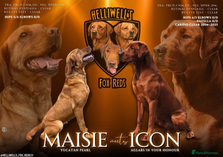 Labrador Retriever dogs Health tested dark red labrador waiting list open - Advert 9
