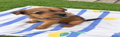 Mixed Breed 2