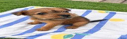 Mixed Breed dogs for sale: Two beautiful Border x Lakeland boy puppies - Advert 6