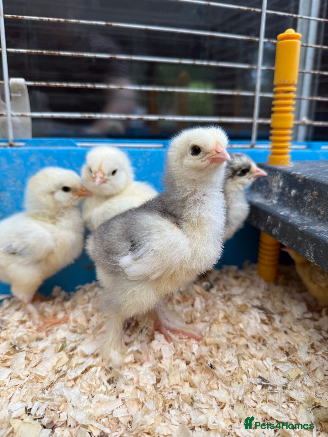 Chickens poultry for sale: Brahma, faverolles and quail chicks - Image 7