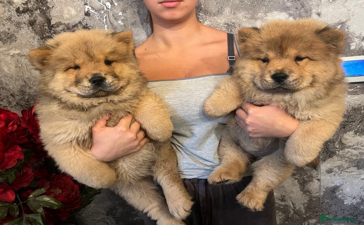 Chow Chow dogs - Advert 1