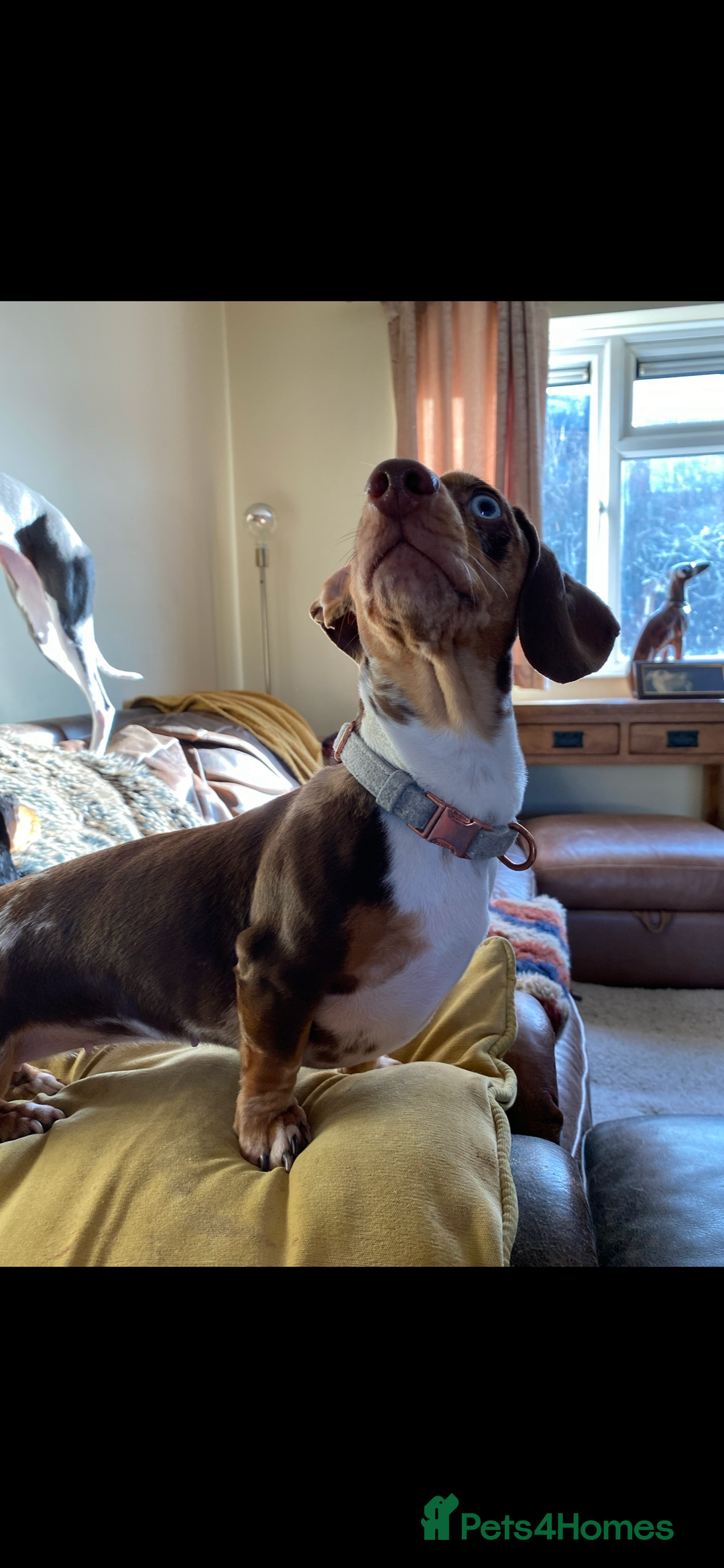 Miniature Dachshund dogs for sale: STUNNING CHOCOLATE DAPPLE GIRL  - Advert 4