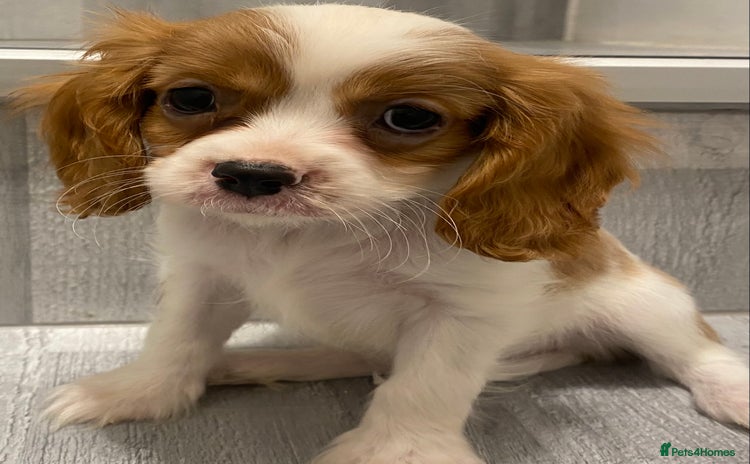 Cavalier King Charles Spaniel dogs - Advert 1