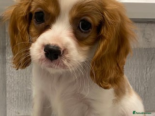 Cavalier King Charles Spaniel dogs - Advert 2