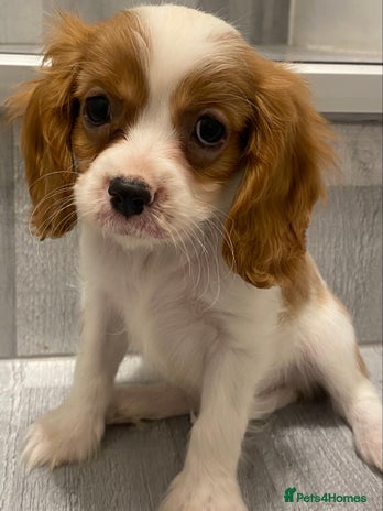 Cavalier King Charles Spaniel dogs - Advert 1