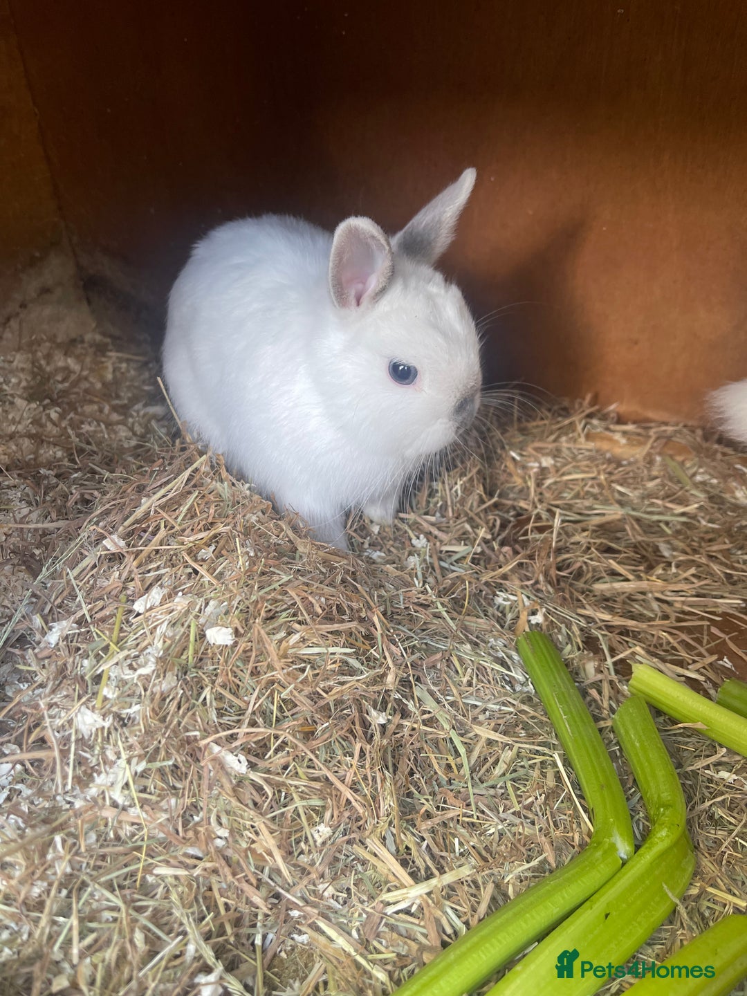 Netherland Dwarf rabbits for sale: netherland dwarf male and female with hutch  - Image 4