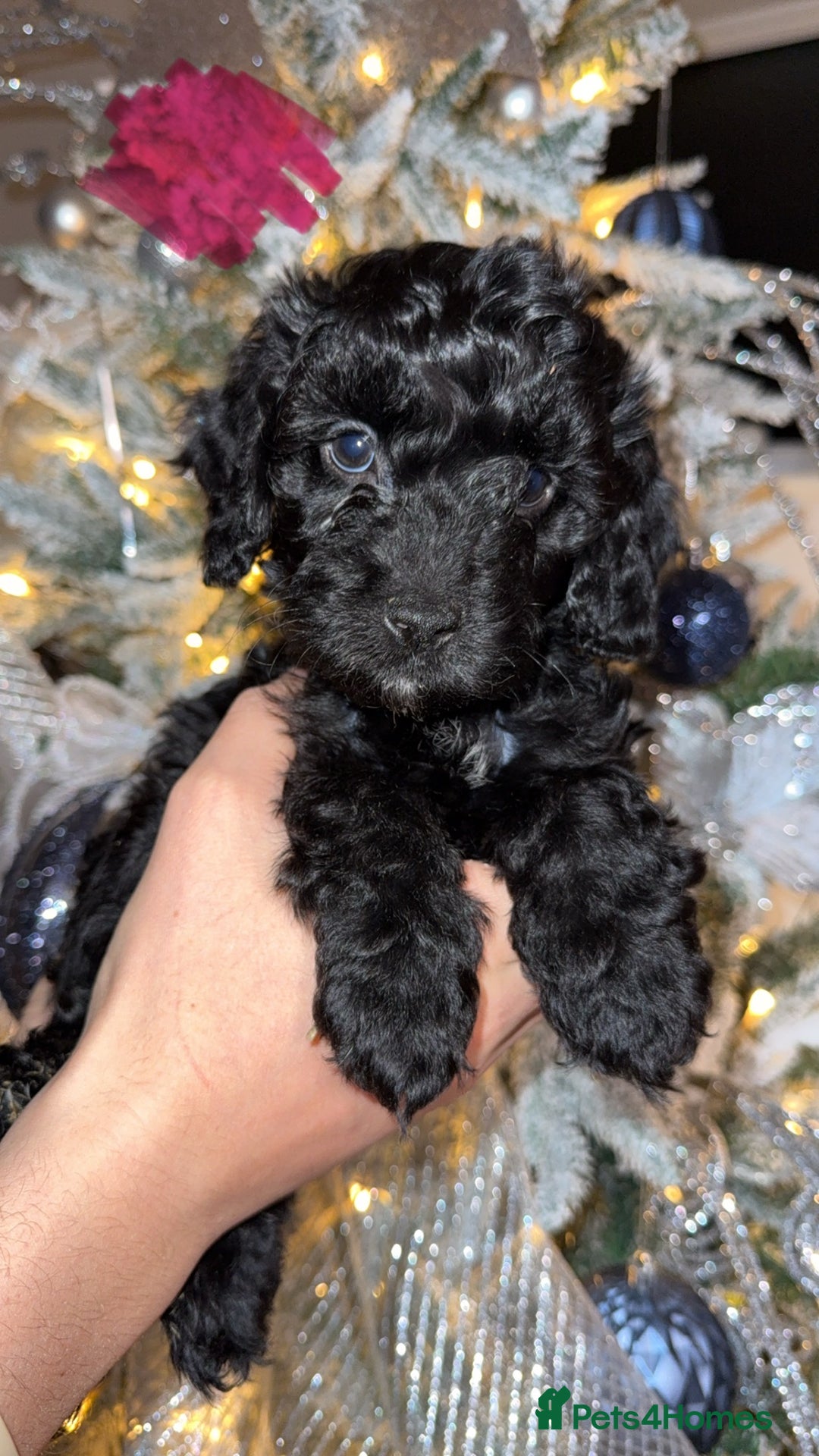 Cockapoo dogs for sale: Stunning F1 Cockapoos 🐾🐶 - Advert 7