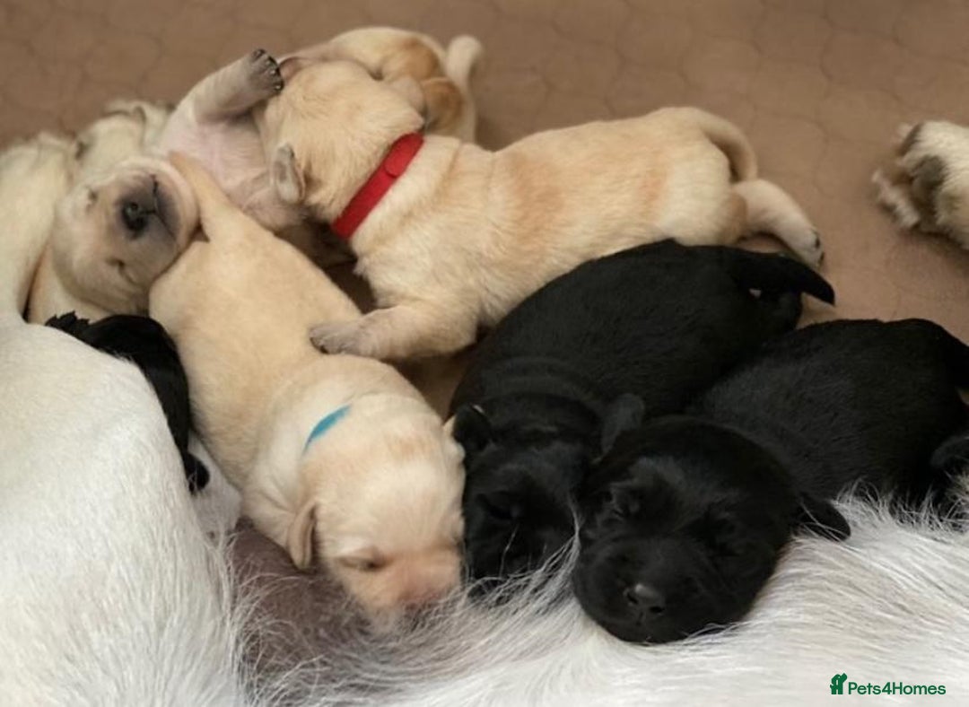Labrador Retriever dogs for sale: !Stunning pure bred labrador pups - Image 4
