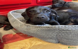 Mixed Breed dogs for sale: Patterdale x cockerpoo puppies - Image 4