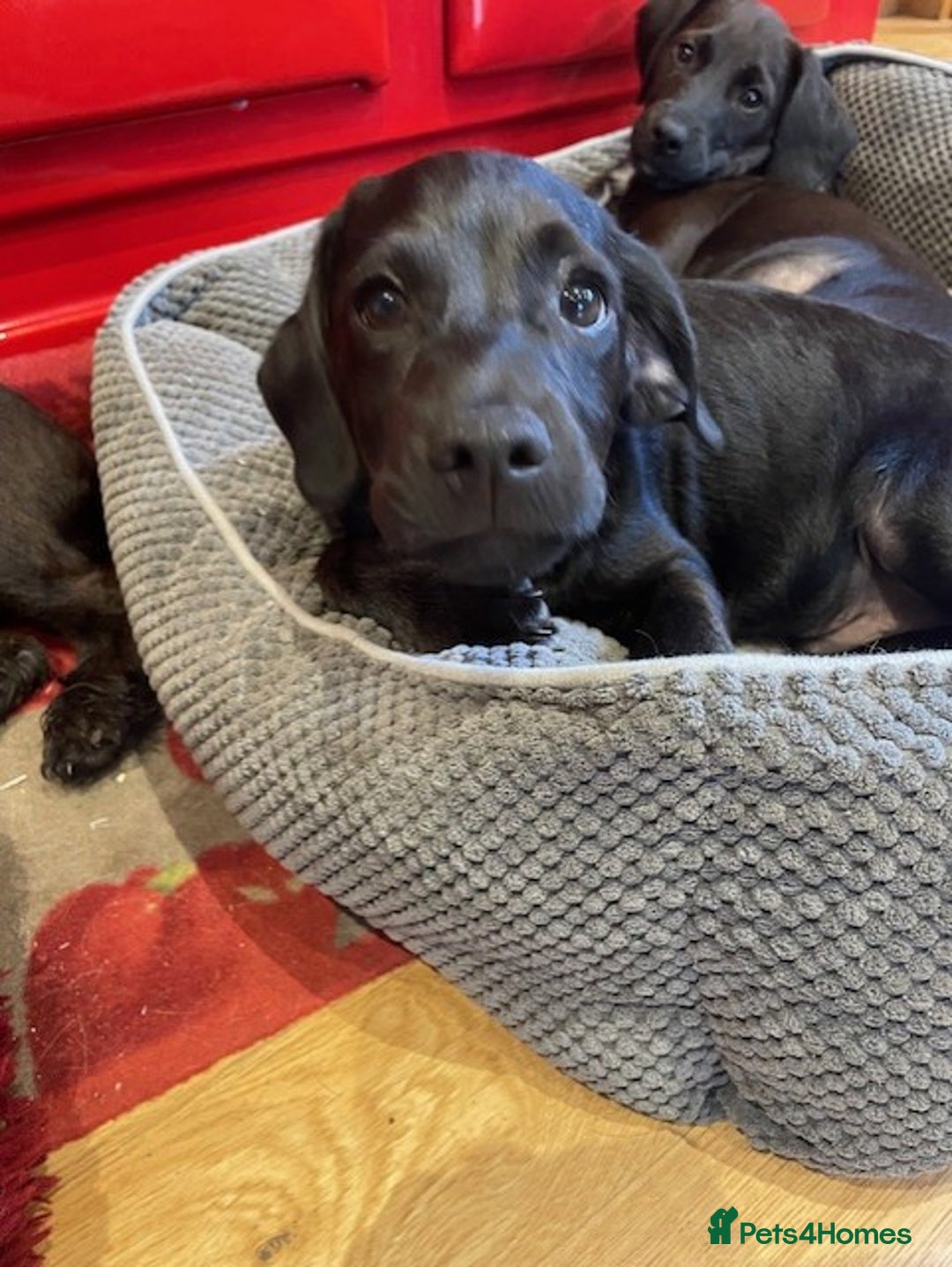 Mixed Breed dogs for sale: Patterdale x cockerpoo puppies - Image 4
